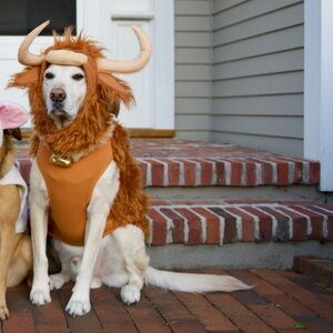 Boots & Barkley Highland Cow Costume for Dogs - Brown, White